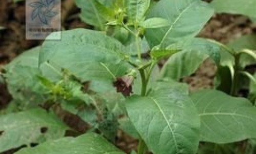 小青菜功效与作用网-分享小青菜功效与作用营养价值，小青菜有什么营养价值知识库